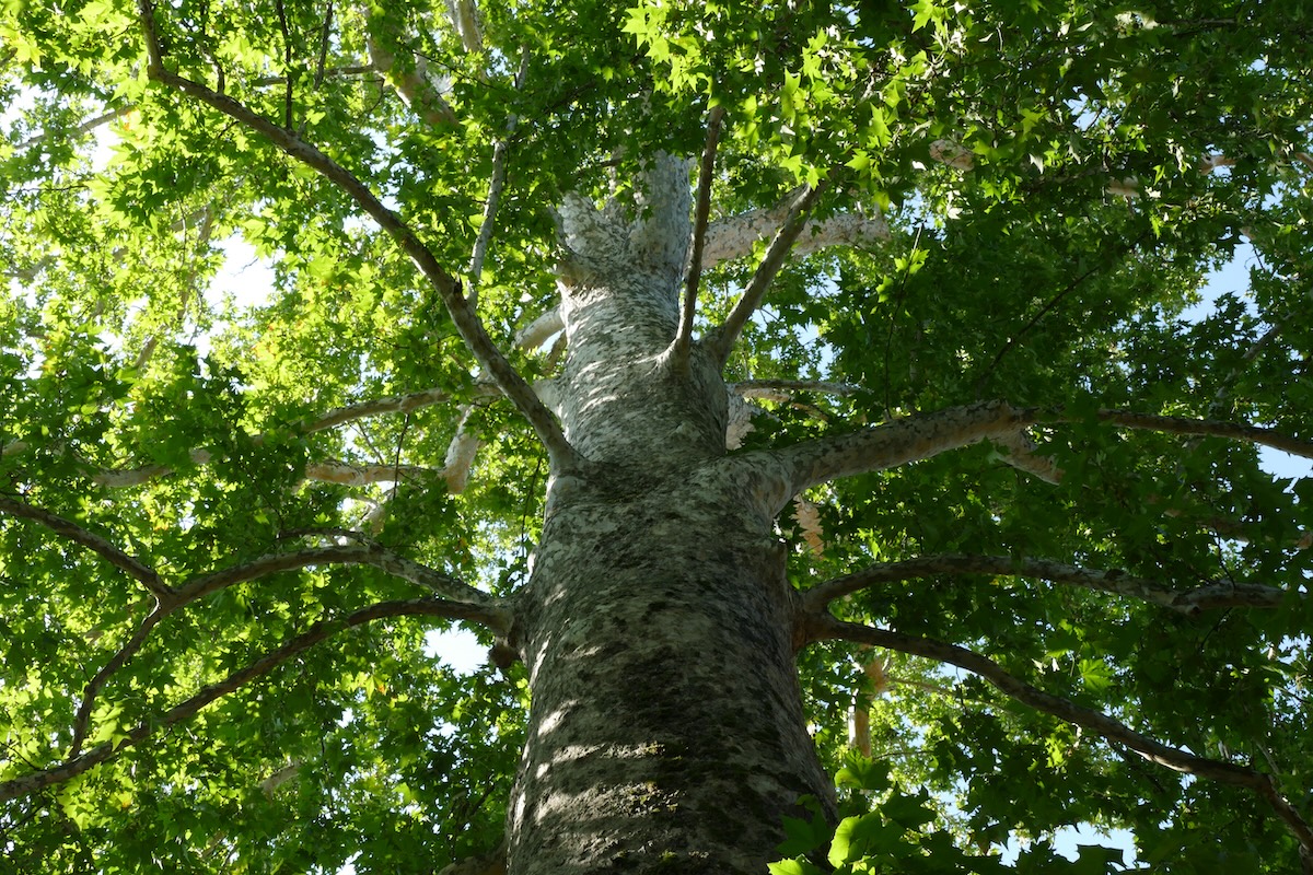 Orto botanico pavia