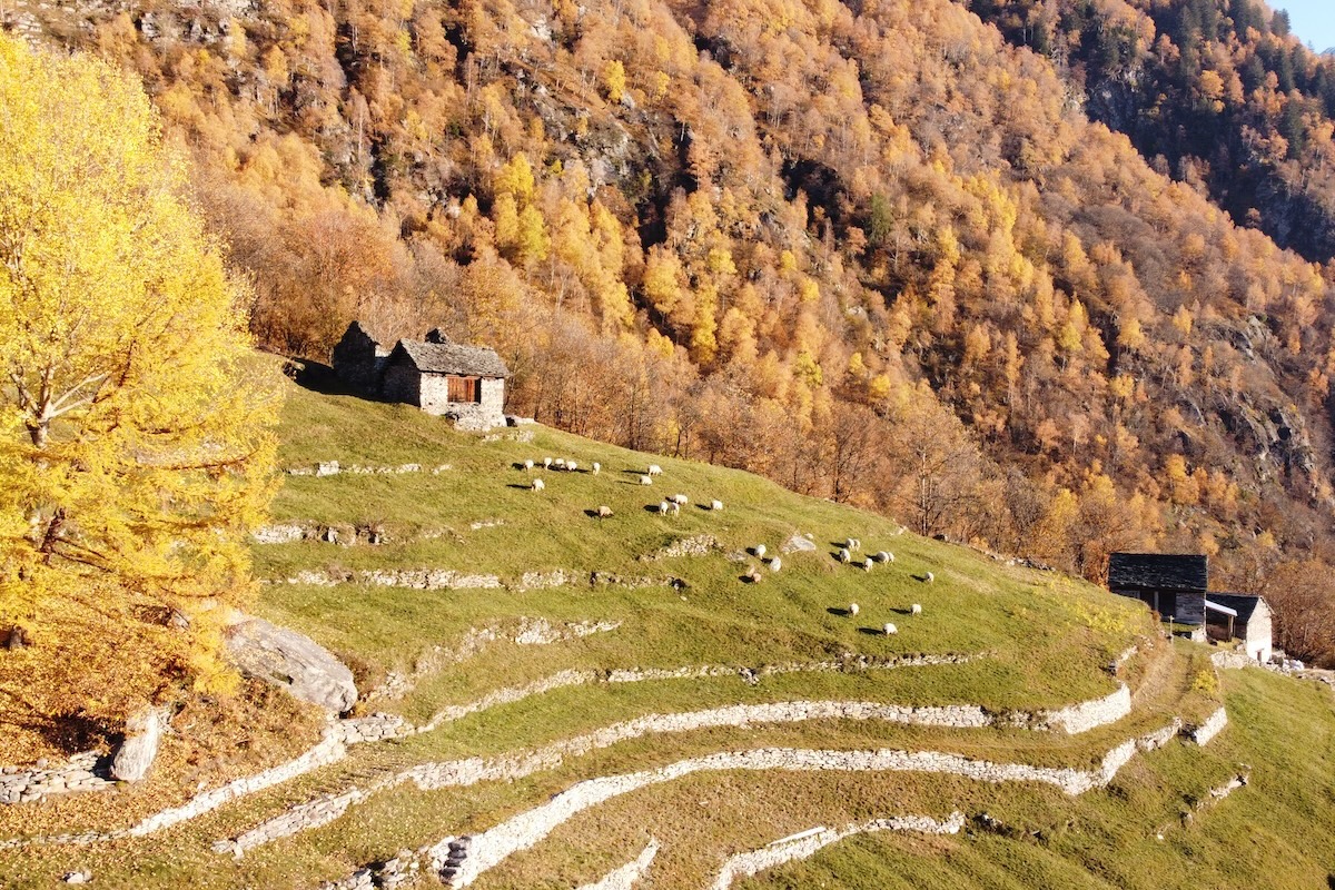 boschi bioenergetici, Parco del Castagno