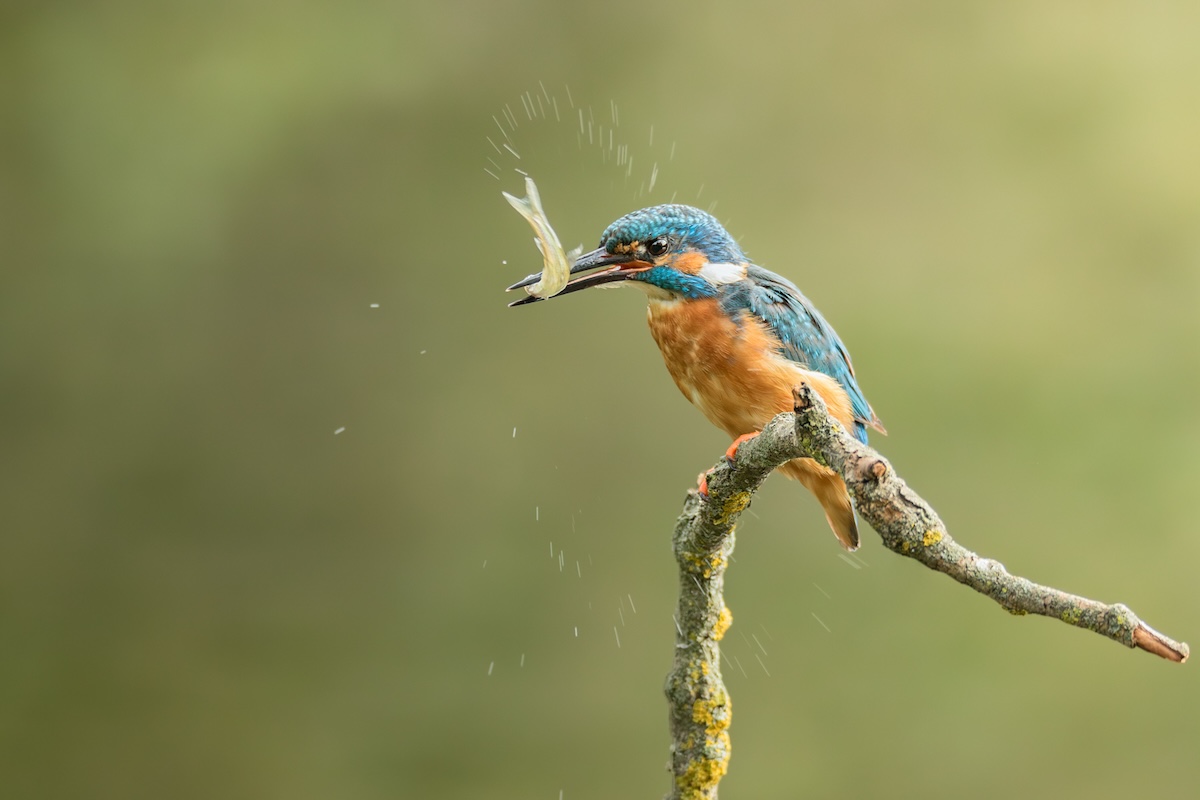 mostre milano giugno 2024, Matteo Garavaglia_Biodiversita?_Courtesy Istituto Italiano di Fotografia